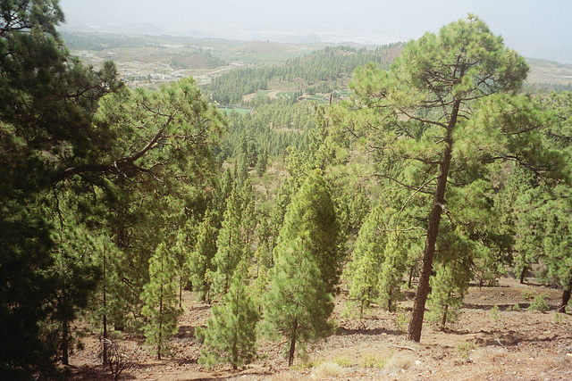 ES - Vilaflor - Auf dem Weg in die Cañadas del Teide