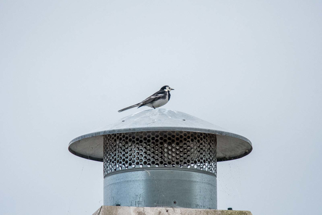 Pied wagtail