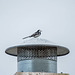 Pied wagtail