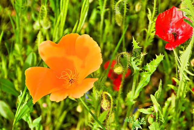 Papaver