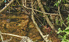 20210609 0713CPw [D~LIP] Habitat, Blauflügel Prachtlibelle, UWZ, Bad Salzuflen