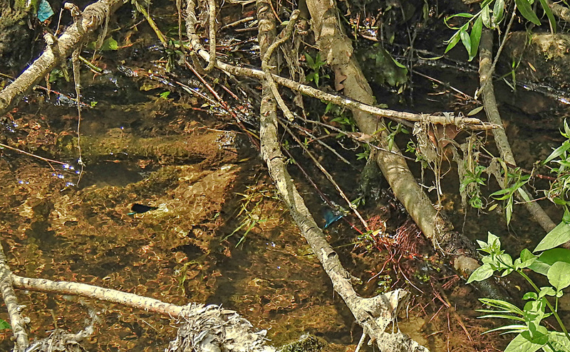20210609 0713CPw [D~LIP] Habitat, Blauflügel Prachtlibelle, UWZ, Bad Salzuflen