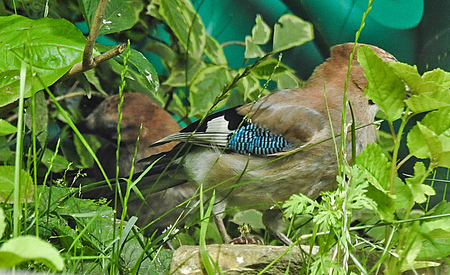 20210705 1254CPw [D~LIP] 2 Eichelhäher (Garrulus glandarius), Bad Salzuflen