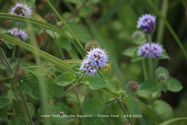 Water Mint - Friston Pond - 24 8 2021