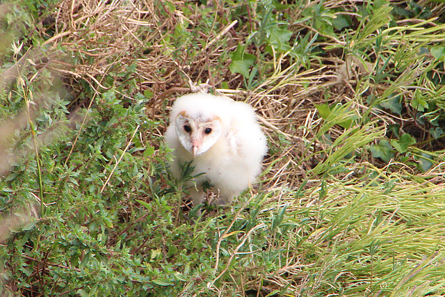 A young barn owl