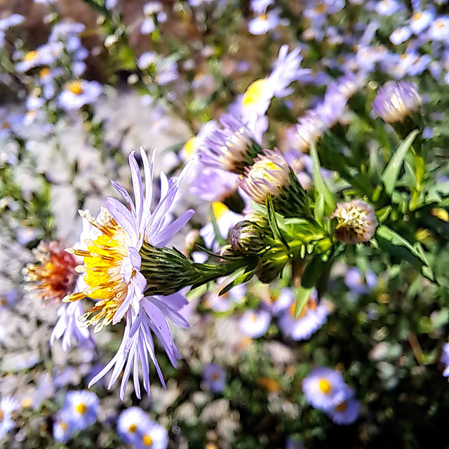 Herbstaster (Symphyotrichum)