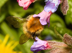 EF7A3392 Common_Carder_Bee