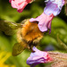 EF7A3392 Common_Carder_Bee