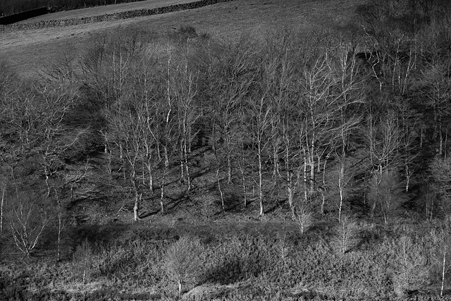 Monochrone Red filter trees and brigh sunlight