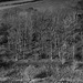 Monochrone Red filter trees and brigh sunlight