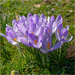 Crocuses 2025 26 Crocuses 2025 26