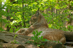 Le réveil du lynx