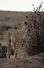 Cheetah in Samburu