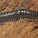 IMG 5044Milipede30May2015Canon550DCanonMPE