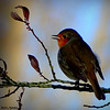 Petit Robin du matin...vous salue bien