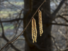 Chains of light - Flower of hazel