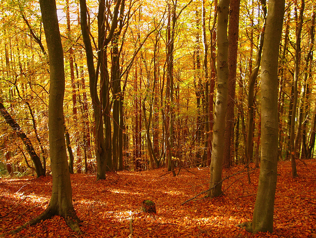 Autumn Woods