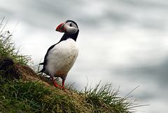 Fratercula arctica. Atlantic Puffin