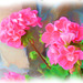 geraniums