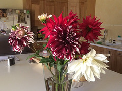 Dinner Plate Dahlias