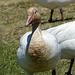 Day 12, Snow Geese, Cap Tourmente