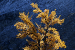 Subalpine Larch