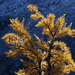 Subalpine Larch