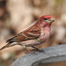 Purple Finch