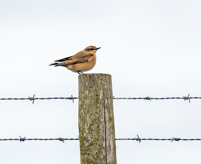 Wheatear