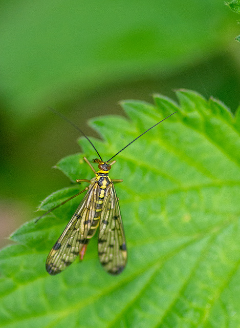 From Burton mere wetlands.333jpg