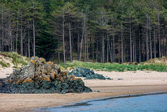 Pillow lava2, Newborough beach. Anglesey