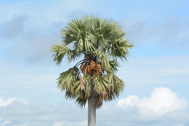 Uganda, Murchison Falls National Park, The Top of Palm Tree