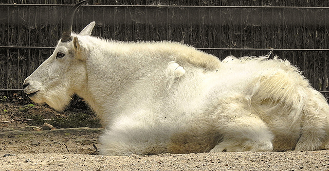 20190907 5963CPw [D~HRO] Schneeziege (Oceamnos americanus), Zoo, Rostock