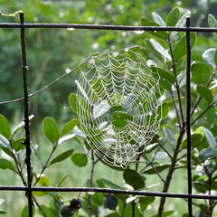 Spider web