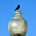 Streetlamp decoration, a Red-winged Blackbird.
