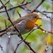 Robin