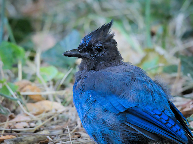 Steller jay on the ground