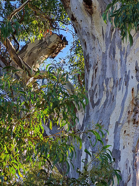 Eucalypt on Beaumont Common