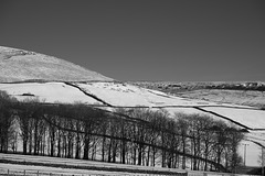 Monochrone (Red filter) Trees and Snow