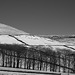 Monochrone (Red filter) Trees and Snow
