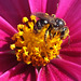 Pollen Nase... ©UdoSm