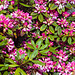 250514 Montreux AS34 fleurs