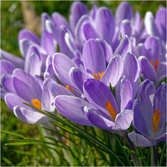 Crocuses 2025 27 Crocuses 2025 27