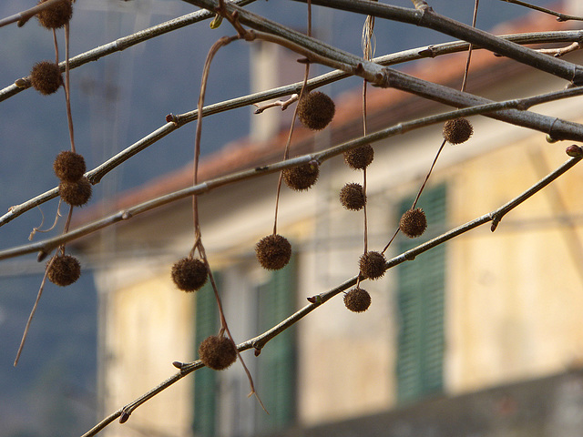 in attesa delle foglie