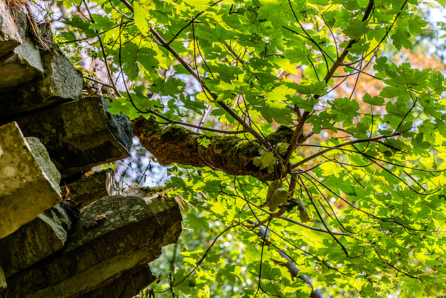 Basalt im Wald - 20150812