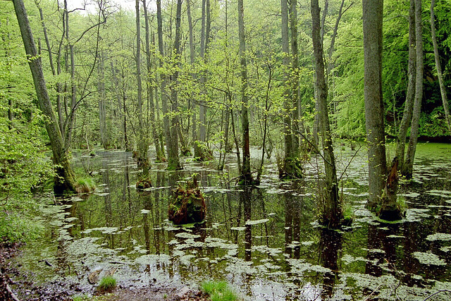 Modderstubben in der Stubbenkammer, Mai 2003