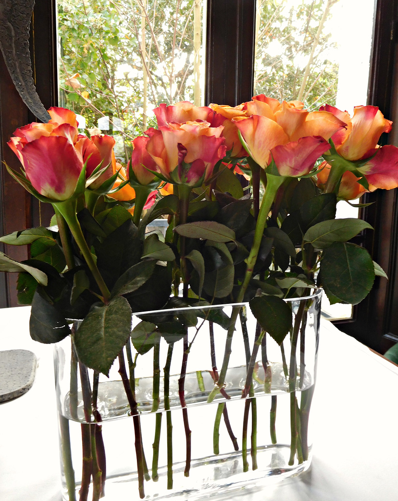 des roses,, pour un avenir meilleur,