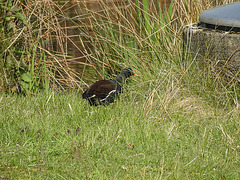 20170409 0373CPw [D~PB] Teichhuhn (Gallinula chloropus), Steinhorster Becken, Delbrück