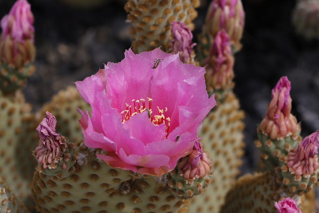 Beavertail Cactus