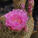 Beavertail Cactus